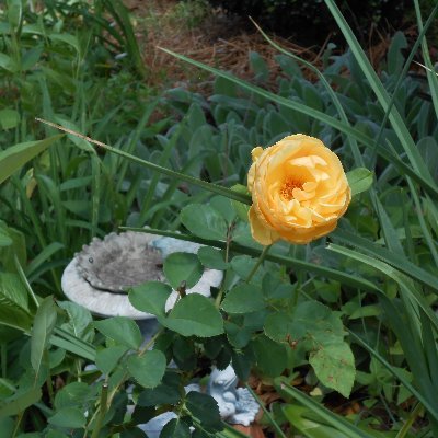 suzannamimi's profile picture. Cat owner and lover, Proud Dem., Reader of Books, Birder and Persistent Gardener.