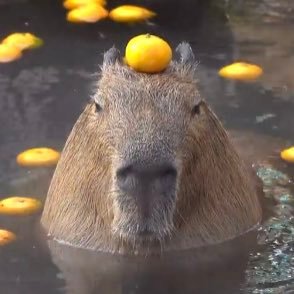 Just a peace and nature loving capybara