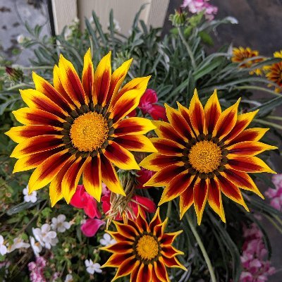 koolashwin96's profile picture. 