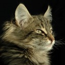 melisa ward - @catmomma2 - Twitter