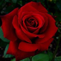 Al Senorita 🌹 (@2010omatheer) 's Twitter Profile
