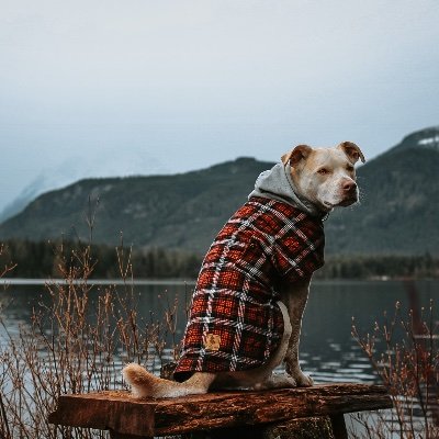 arianemartin24's profile picture. Dog Mom