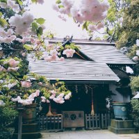 ときわ台天祖神社(@530_kiratto) 's Twitter Profile Photo