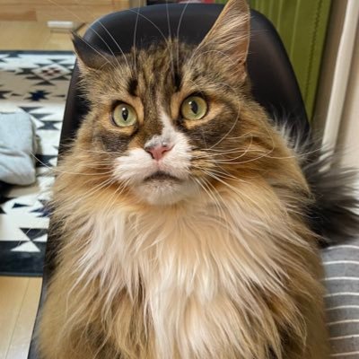 サンゴ飼育情報収集用アカウント🪸 、沖縄が第2の故郷。RBCiラジオ(琉球放送)LOVE😘水槽90*45*50 ミドリイシ挑戦中 他メインクーン2匹(女の子)、爬虫類も飼ってます。無言フォロー失礼します🥺具志堅ストアから頂いたラジオネームは「MVPはめんそーれ」