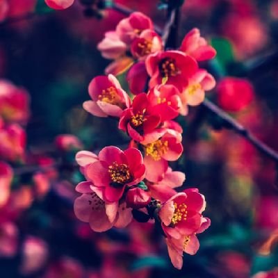 lone_wolf_1122's profile picture. Remember, speech is silver,silence is golden
