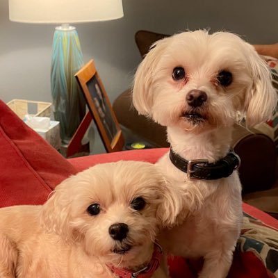 A fierce maltipoo & a neurotic maltese. We do absolutely nothing, except lounge around, pass judgement, give side eye #twomalteses #dogsoftwitter 🐶 🐶