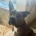 BellaBlue💙🐾 (@sammydabulldog) Twitter profile photo BellaBlue💙🐾 (@sammydabulldog) Twitter profile photo