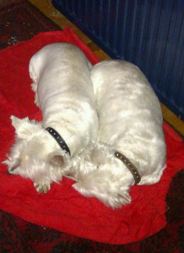 noddensnevets's profile picture. 