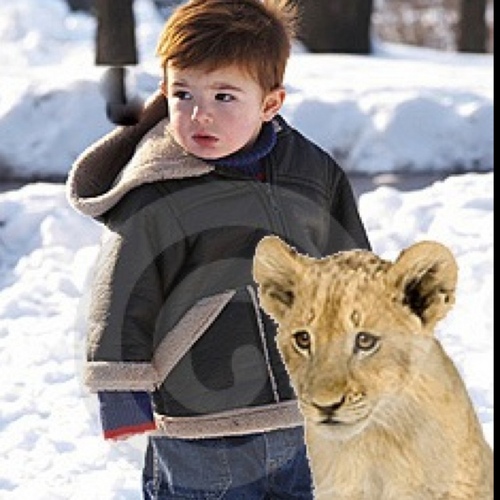 TARDIS_Simba's profile picture. @Thonggrrrl14_'s TARDIS in lion form. I can talk, I can regenerate, and I may look small but I will tear you to shreds if you harm her or @TimeKidStark. (RP)