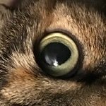 coolguythehun's profile picture. Cat