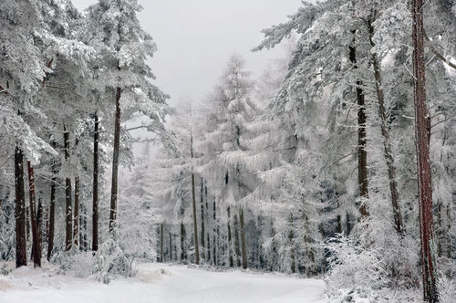 haldon forest