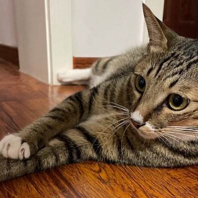 SrollLet's profile picture. Slow learner, Coder, Swimmer, FSW-O