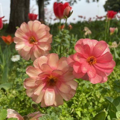 趣味は家族旅行、温泉、海が好き。芸能人のファンにはならないだろうと思っていましたが松村北斗のファンに🖤SixTONES箱推し💎