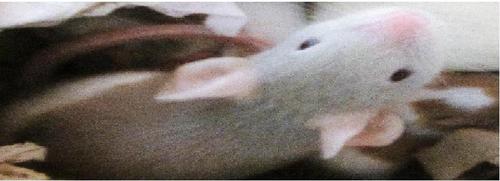 ninjarodentr's profile picture. Independent label for the promotion of singer/songwriters and acoustic instrumentals.