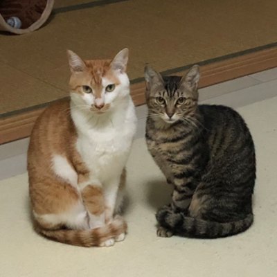 元保護猫2匹と、夫と娘と暮らしています。久しぶりにTwitter再開。しかし発言はスローペースです。
猫とTWICEと子供服が好きです。