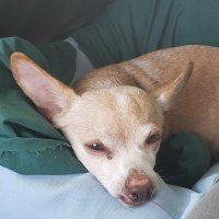Chuck Solis (@solizchuck) 's Twitter Profile