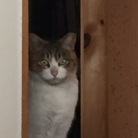 윈서 (@dixchouquettes) 's Twitter Profile