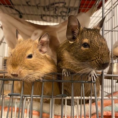 choconaruari's profile picture. 医療介護/うさまる🐰/たいじ🤍たいちゃんねる/🐹デグーアグーチ♀6才🐭サンド♀🌈 ※日常垢です投資垢出会い垢はフォローしないで下さい/無断転載即通報🙅
