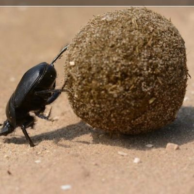 Dung beetle obbsessive