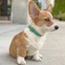 Kencorgi (@kencorgi1) Twitter profile photo Kencorgi (@kencorgi1) Twitter profile photo