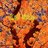 orange_jasmine6