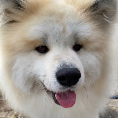 秋田犬 ゆず Yuzu Akita Twitter