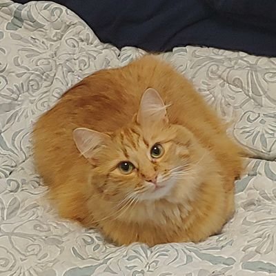 Charrend1's profile picture. 