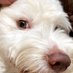 Sniffy (@sniffydo) Twitter profile photo Sniffy (@sniffydo) Twitter profile photo