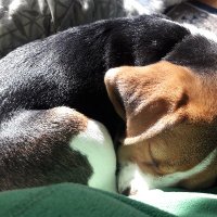 Rebecca Burke (@rebeccaburkesi) 's Twitter Profile
