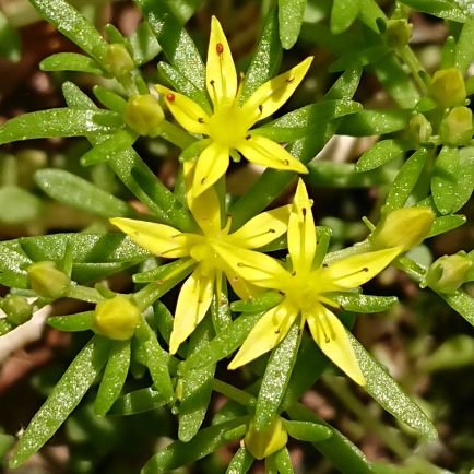 picorin_tan's profile picture. スターシード・ライトワーカー
地球での自分のミッションの模索中😁(⁉️)
前のめりなパワフルさでちょい圧迫感を与えますが
悪意はないので軽く受け流してください🙌
天然石フラーレンなど興味ある方は気軽に声掛けてください
https://t.co/yiN5bwUDQT