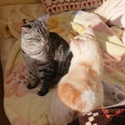 daisatoh_kks's profile picture. 北斗の拳とGLAYとギターとDIYが好きなおじさんです。最近はひとりGLAYにハマってます☺無言フォロー気にしません👍️