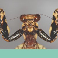 Integrative Systematics (@integsyst) Twitter profile photo