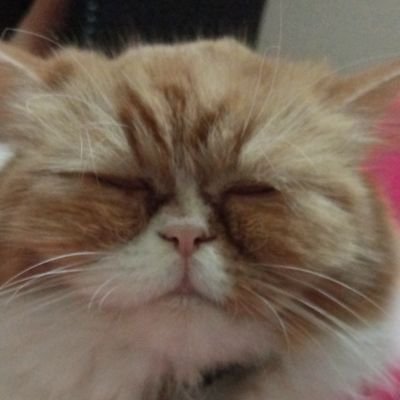 TAPIBOONK6's profile picture. i like blue archive stuff, especially hina.