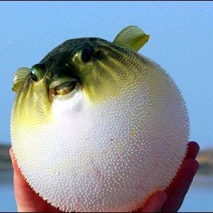 Pufferfish funnies daily | DM for submissions | admins are followed