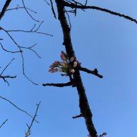 ななめ前ならえ (@nanamenarae) 's Twitter Profile