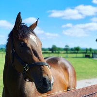 Ballyvolane Stud (@ballyvolanestud) 's Twitter Profile