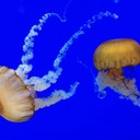 amber mullin - @DashTheSky - Twitter