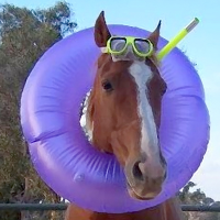 the_horsesmouth's profile picture. Aquatic mammal.