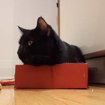 imma a cat, in a box