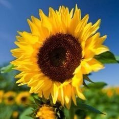 positivelydaily's profile picture. in this crazy world we all just need positive vibes only 🌻