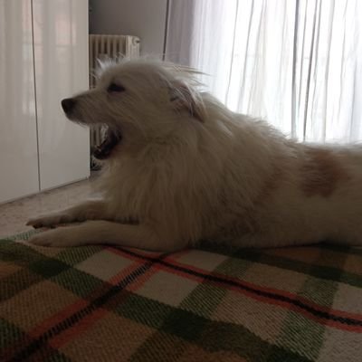 Valenti65907296's profile picture. 