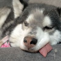 Dra Lilith (@lilithfemwitch) 's Twitter Profile