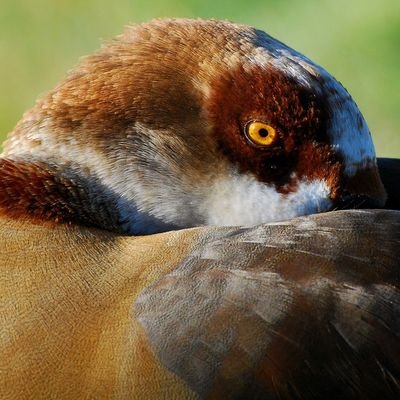 Capturing the variety of wildlife found on the University of Reading's campuses