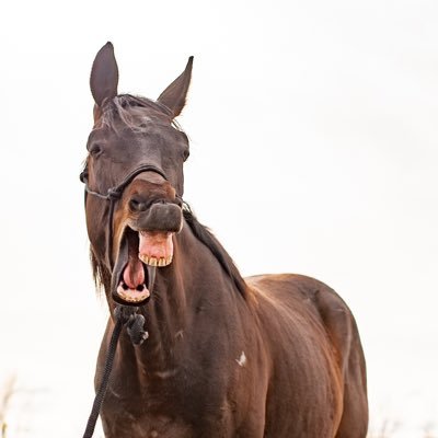 photo journal of an r+ trainer, an ottb & a blm mustang🐴 • pro equine paparazzi • hoof & behavior enthusiast • collector of misfits