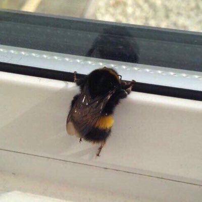 amthorsty's profile picture. usually just used for voting//