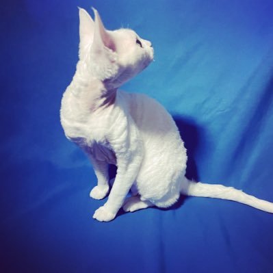 デボンレックス キャッテリー Prosperity 来週のベビーが楽しみだわ デボンレックス ねこすたぐらむ 猫のいる暮らし ねこ部 ふわもこ部 にゃー Devonrex Cat Catstagram 猫ばか 札幌ねこ部 札幌デボンレックス ねこのきもち 北海道デボン