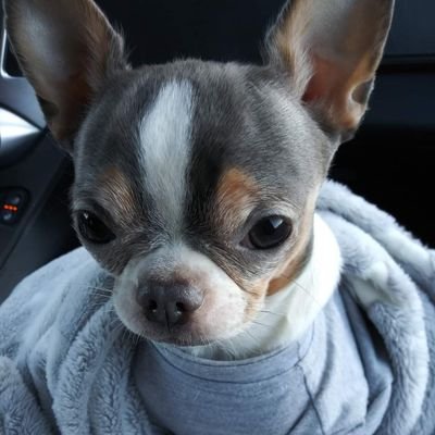 AppleheadWolf's profile picture. This is only for my bayba Gray! 💋💋💋