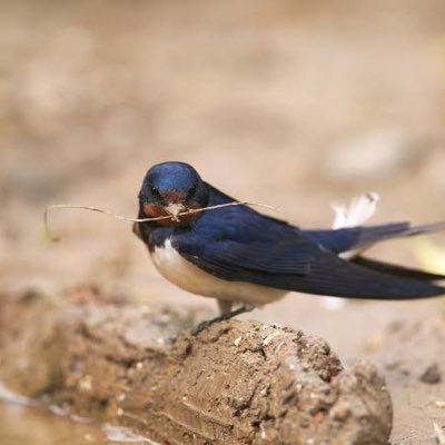 hakutym's profile picture. スワローズ/甘党/ウマ娘/Nikke/ポケスリ/フィギュア/