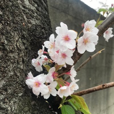 FUJI_kaika's profile picture. 写真に長く携わってます。 皆さんの星のように流れ光る言葉にいつも感動しています。ありがとう。