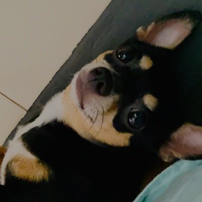 QuesoKid25's profile picture. Awimepi